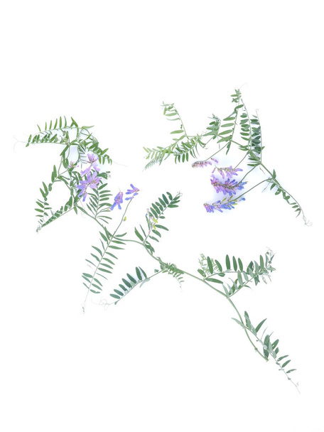Blumen der Erbse auf weißem Hintergrund - Foto, Bild