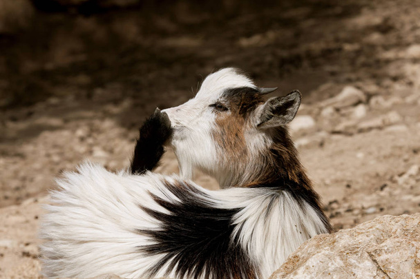 Domestic goat  (Capra aegagrus hircus) - Photo, Image