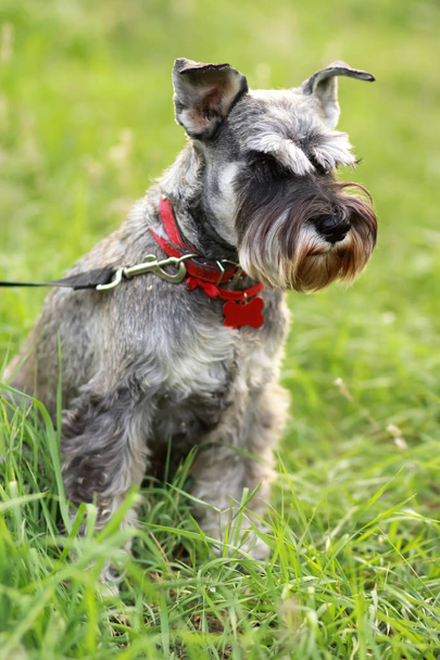Bir biber kız köpek, belgili tanımlık minyatür schnauzer, yeşil yaz çayır portresi kapatın.  - Fotoğraf, Görsel