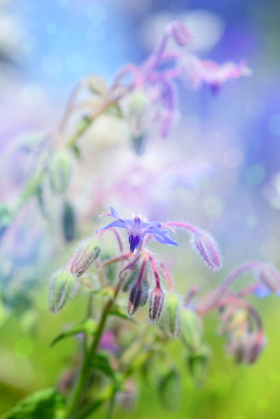 Flores de borraja de cerca (Borago officinalis). Fondo de naturaleza
 - Foto, imagen