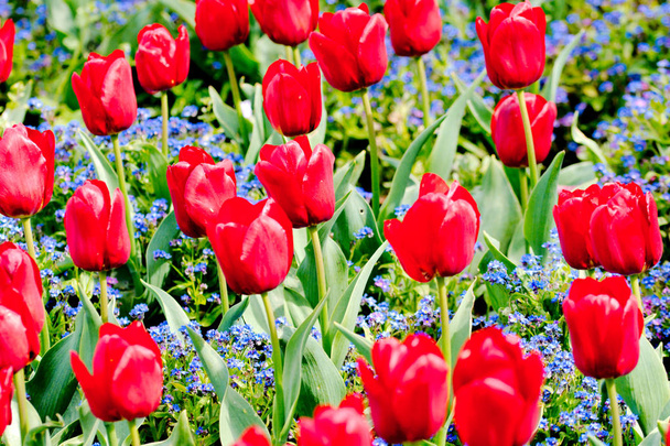 Tulpen in een park - Foto, afbeelding
