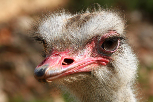 autruche oiseau visage
  - Photo, image