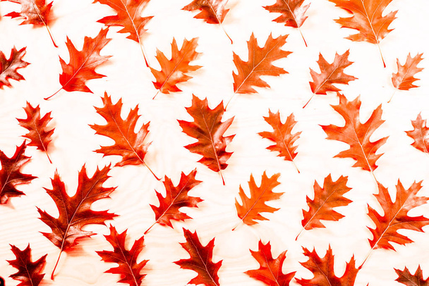 Oak leaf pattern autumn background - Φωτογραφία, εικόνα
