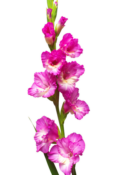 Branch of a gladiolus pink flower isolated on white background - Photo, Image