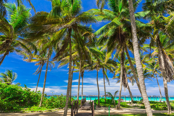  Перегляд pal тропічний сад з пляжі та спокійне бірюзового океану на фоні синього неба на острів Коко острова Кубинський - Фото, зображення