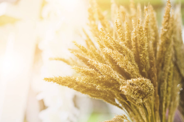Een bloem van onkruid-gras - Foto, afbeelding
