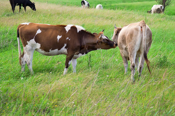 Madre vaca lamiendo su becerro
 - Foto, Imagen