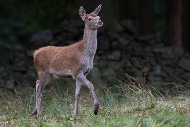 Tele Red Deer (Cervus Elaphus) - Fotografie, Obrázek