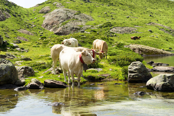 Коровы пьют в горном озере
 - Фото, изображение