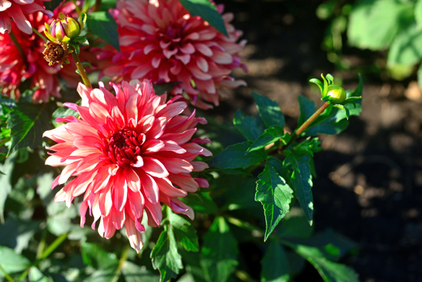 Букет розовых цветов георгины в саду на клумбе
 - Фото, изображение