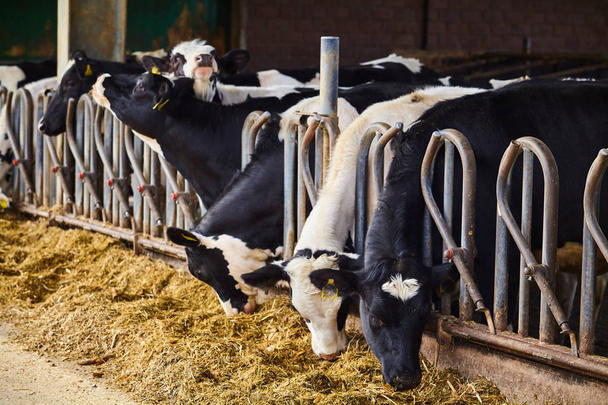 cows in a farm cowshed - Fotoğraf, Görsel