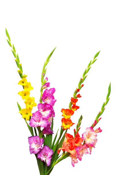 Belo buquê de flores gladiolus multicoloridas isoladas em
  - Foto, Imagem