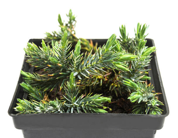 Juniperus horizontalis Blue Chip dans un pot isolé sur le dos blanc
 - Photo, image