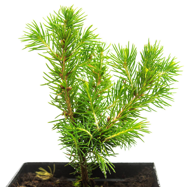 Egy kis csemete, a kanadai spruce conic egy pot elszigetelt w - Fotó, kép