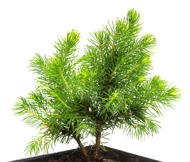 A small seedling of Canadian spruce conic in a pot isolated on w - Photo, Image