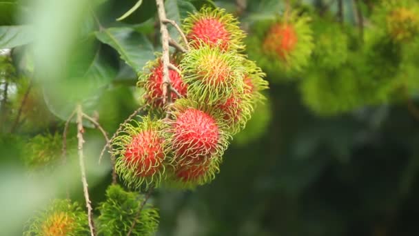 Ferme du Rambutan, fruits du rambutan sur l'arbre
  - Séquence, vidéo