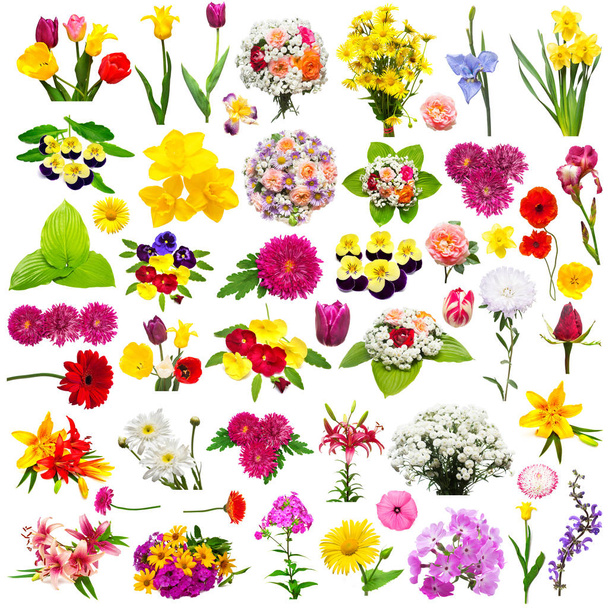 Set de fleurs avec des roses, camomilles, chrysanthème, iris, gerbera
, - Photo, image