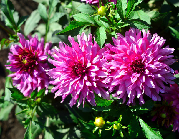 Kytice z růžové Jiřiny květiny v zahradě na květinový záhon - Fotografie, Obrázek