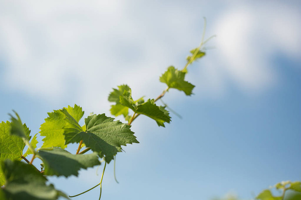 Vine with green leaves against the blue sky - Fotoğraf, Görsel