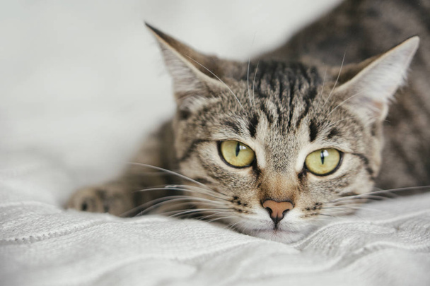 Tabby cute cat lies on knitted background - Φωτογραφία, εικόνα