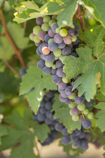 Large bunches of black grapes ripen against a background of greenery - Foto, afbeelding