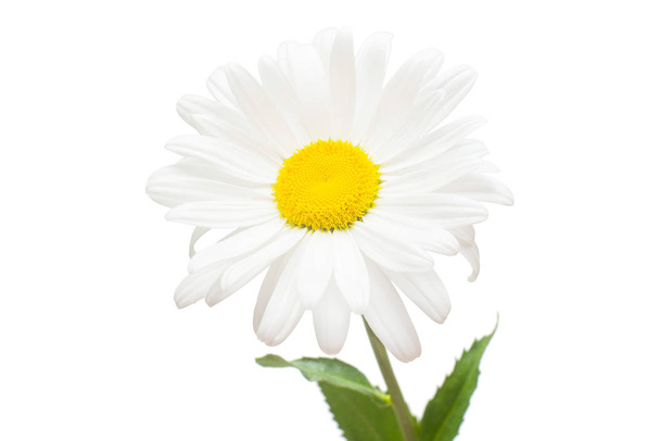 Yksi valkoinen päivänkakkara kukka eristetty valkoisella taustalla. Tasainen makasi, t
 - Valokuva, kuva