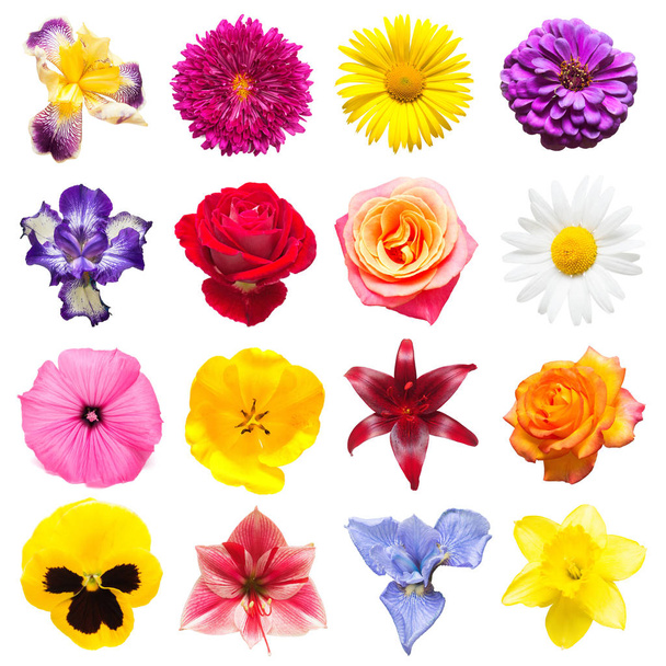 Colección de iris hermoso, ciclamen, lirios, tulipanes, manzanilla
 - Foto, Imagen