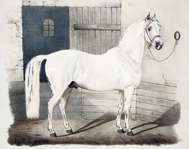 Illustration de chevaux pur-sang
. - Photo, image