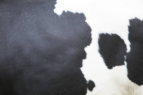 牛の横に隠れている黒と白のパターン - 写真・画像