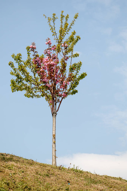 Mladý strom kvetoucí v květech - Fotografie, Obrázek