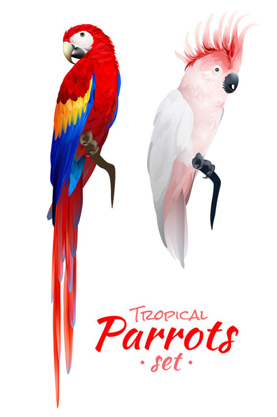 Реалистичный набор тропических попугаев
 - Вектор,изображение