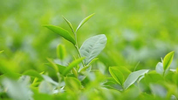 Fresh tea leaves in morning on tea plantation field  - Footage, Video