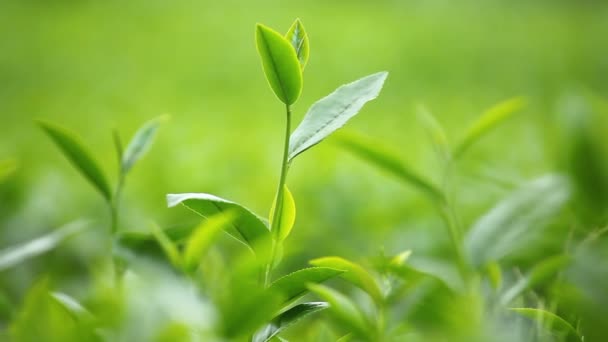 Fresh tea leaves in morning on tea plantation field  - Footage, Video