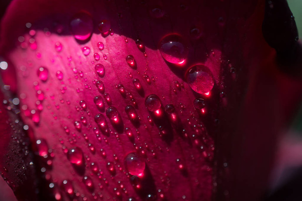 Krásná barevná růže s kapkami vody - Fotografie, Obrázek