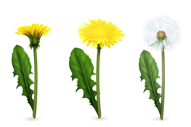  Dandelion In Different Stages Of Flowering Realistic Set - Vector, Image