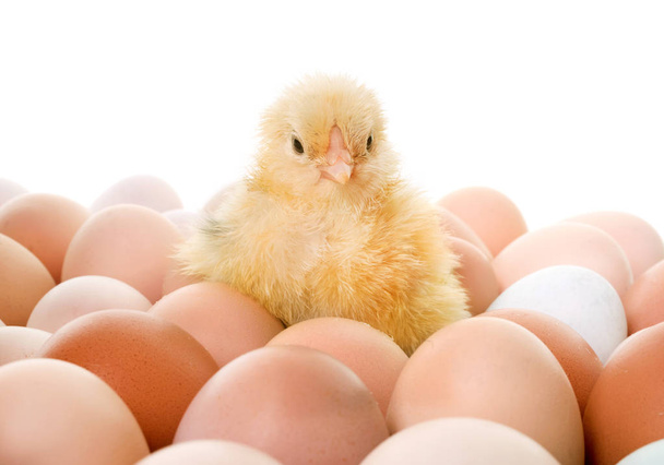 Küken und Eier - Foto, Bild