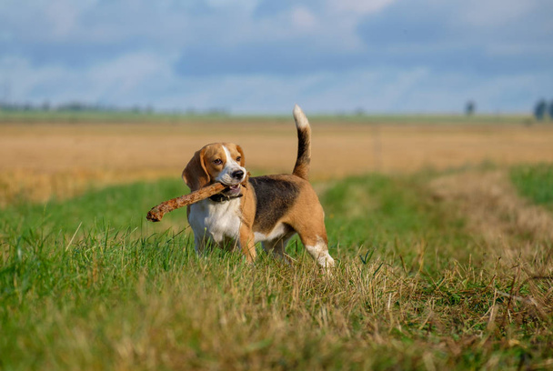 Beagle köpek sabahın erken saatlerinde bir yolda - Fotoğraf, Görsel
