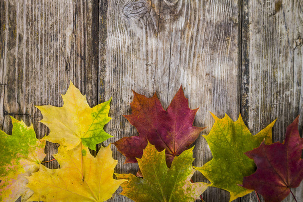 Autumn maple leaves  - Photo, Image