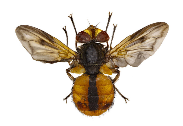 Tachinid Ectophasia Fly σε άσπρο φόντο - Ectophasia crassipennis (Fabricius, 1794) - Φωτογραφία, εικόνα