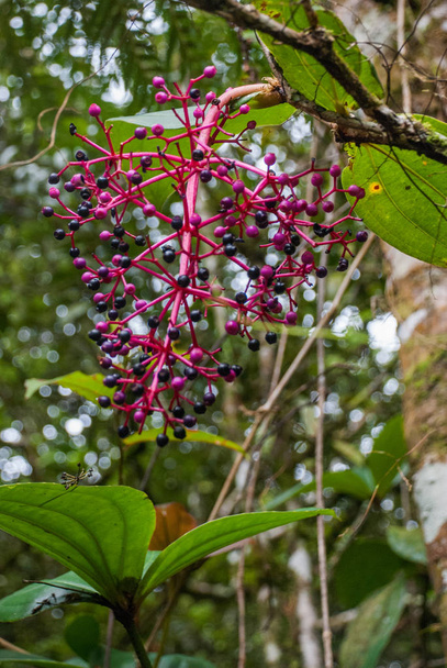 Unusual plants in the jungle. Borneo, Malaysia - Zdjęcie, obraz