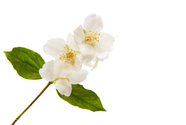 jasmine flower isolated  - Фото, изображение