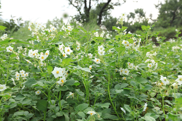 field of flowering potatoes - Фото, зображення