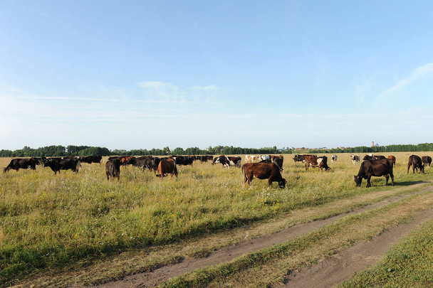 A herd of cows grazing in the field. Sunny summer day - Φωτογραφία, εικόνα