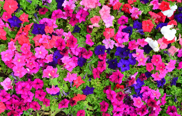 Petúnia flores textura
 - Foto, Imagem