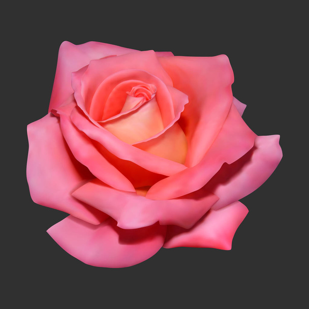 Realistic rose on dark background. - Vector, Image