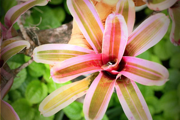 Doğada bromeliad - Fotoğraf, Görsel