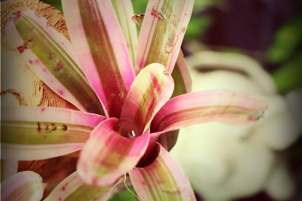 Doğada bromeliad - Fotoğraf, Görsel