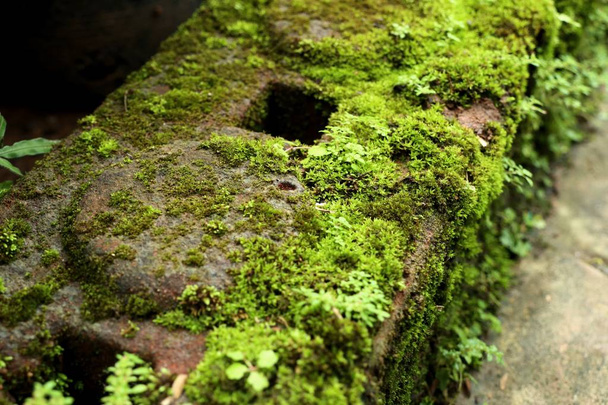 a természet zöld moha - Fotó, kép