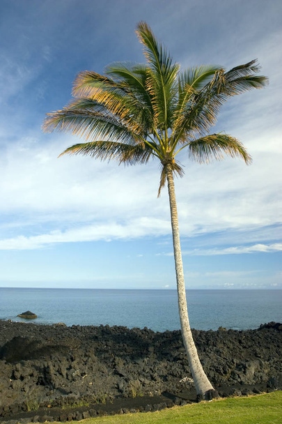 Hawajski Palm na plaży - Zdjęcie, obraz