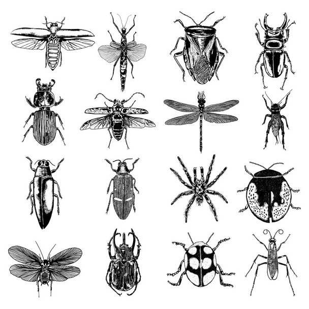  Insects and bugs collection - Vector, afbeelding